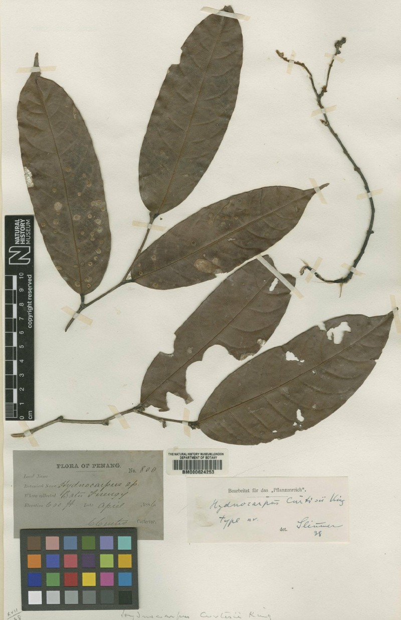 Hydnocarpus curtisii