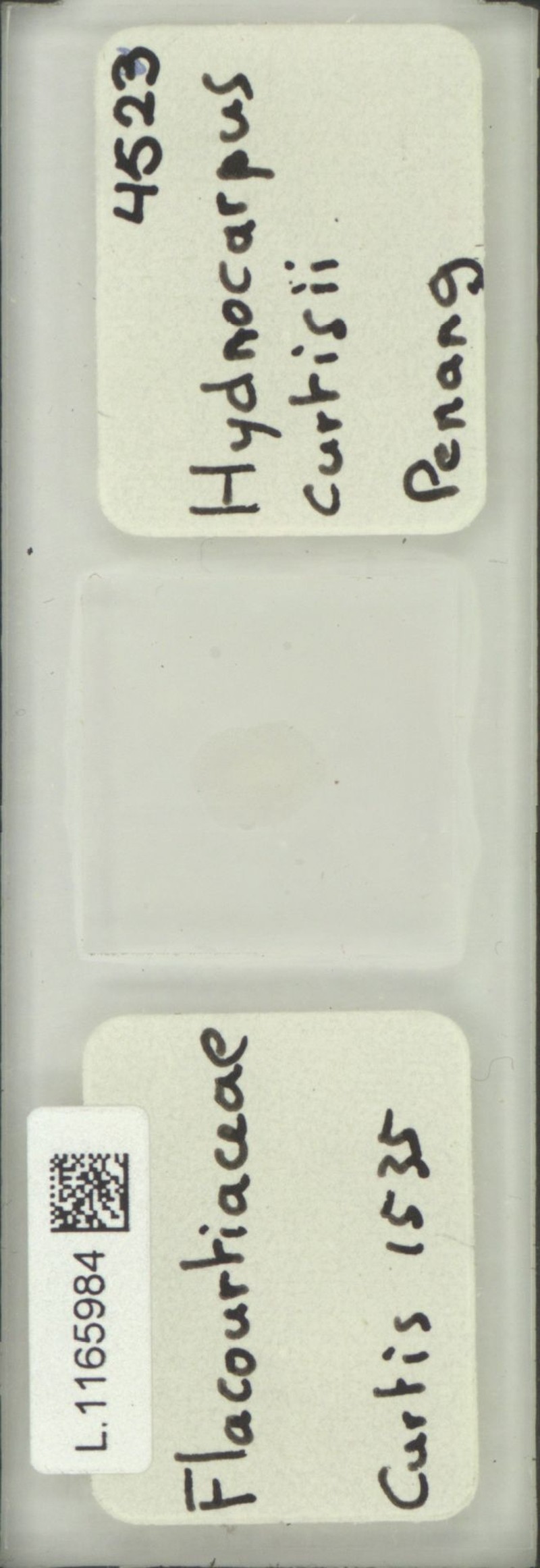 Hydnocarpus curtisii photo 2