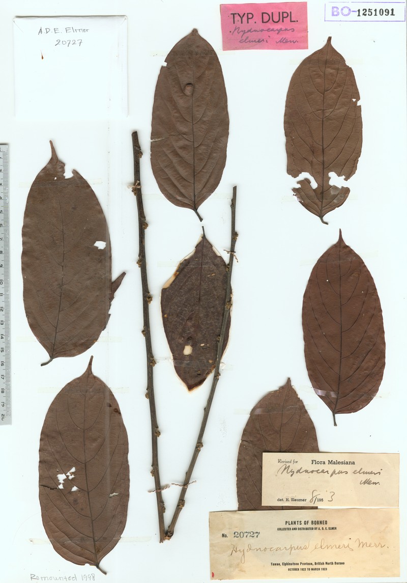 Hydnocarpus elmeri