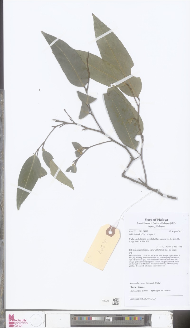 Hydnocarpus filipes