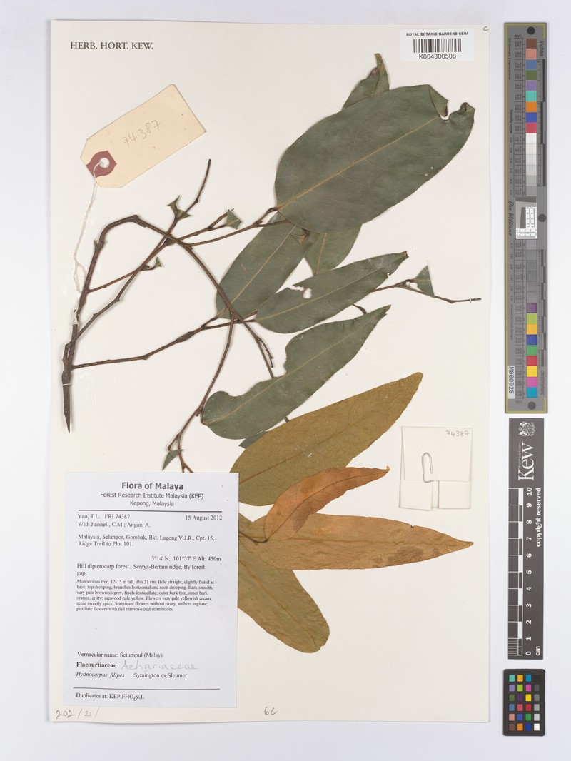 Hydnocarpus filipes photo 2