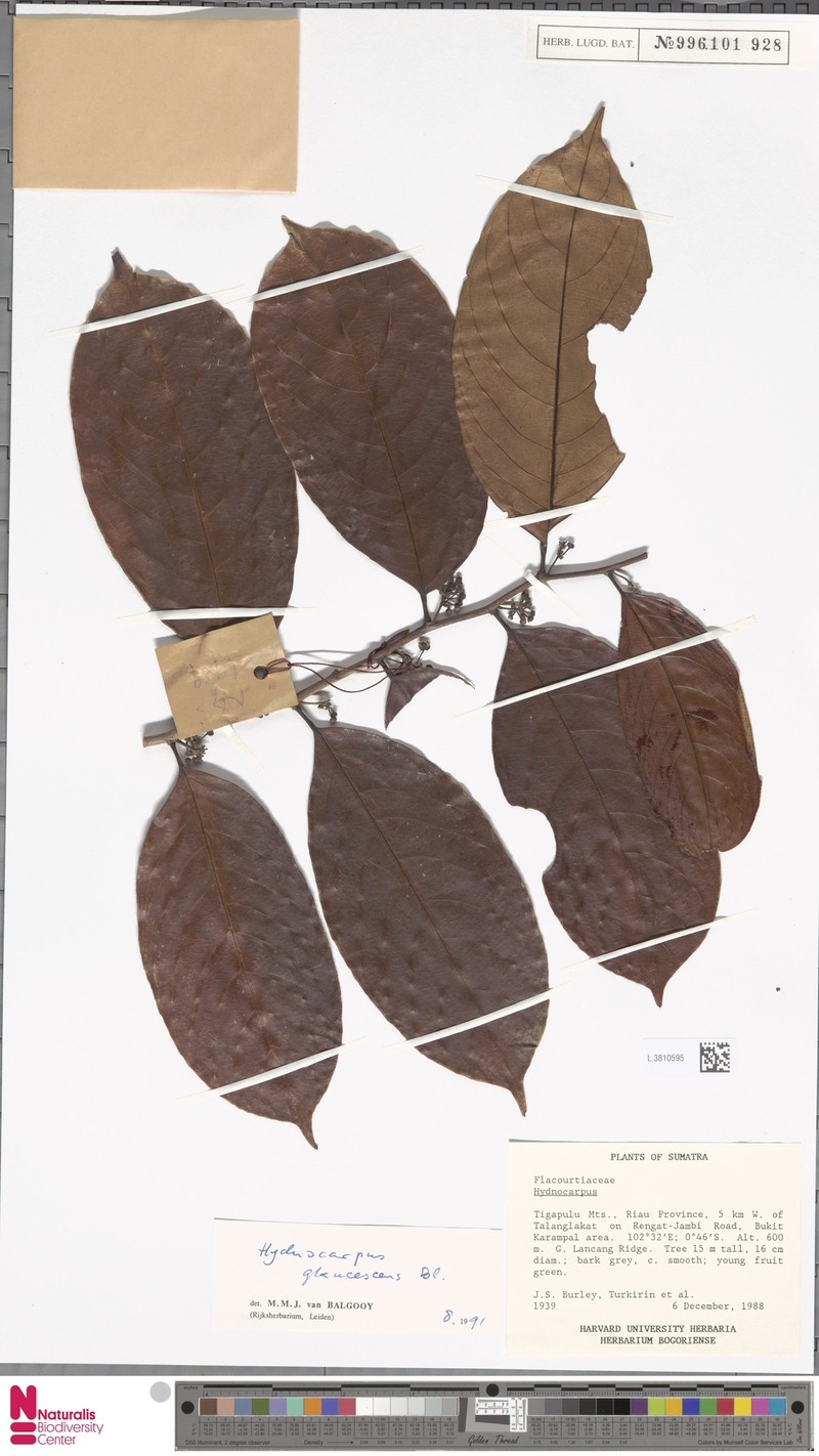 Hydnocarpus glaucescens