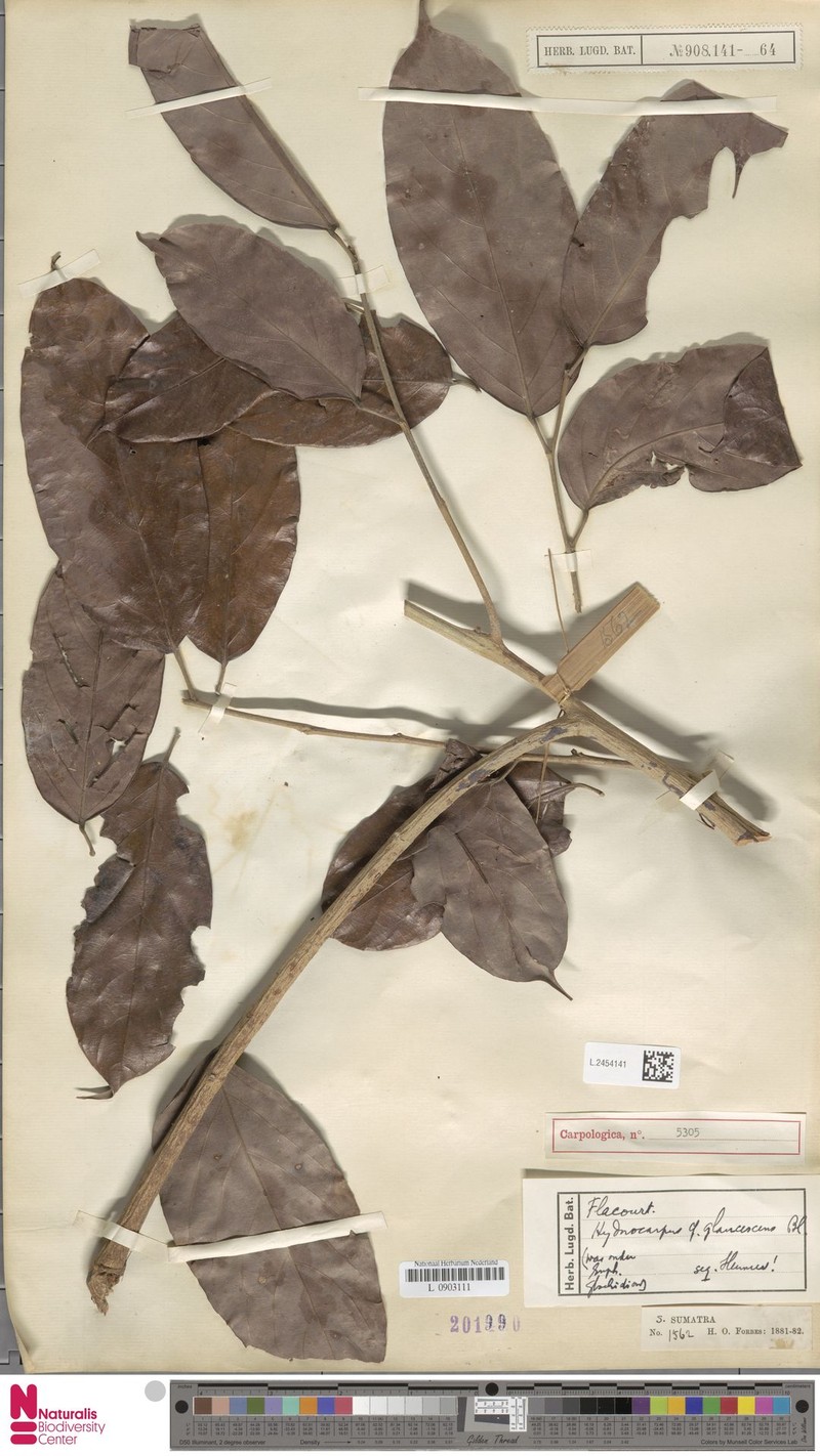 Hydnocarpus glaucescens photo 3
