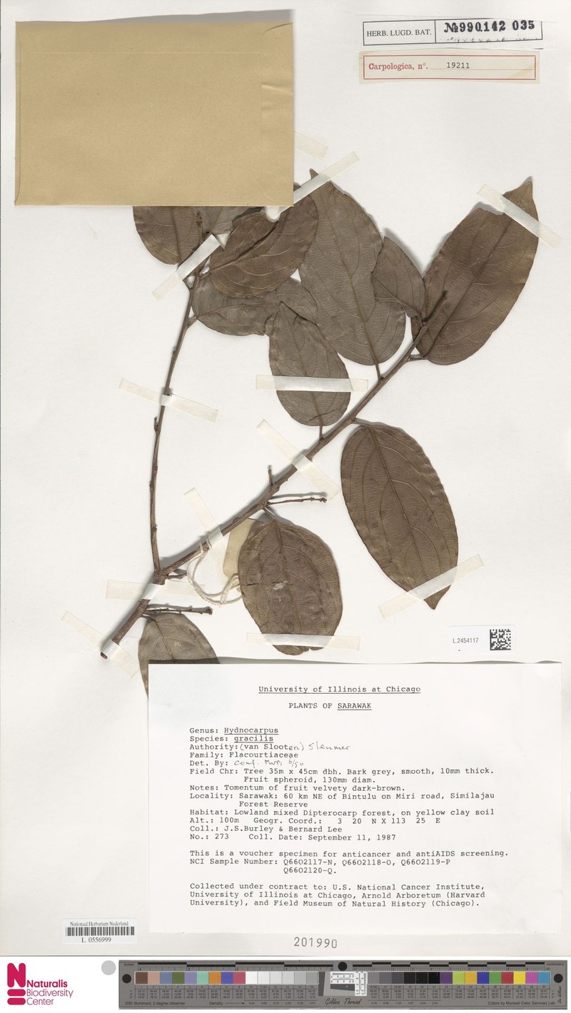 Hydnocarpus gracilis