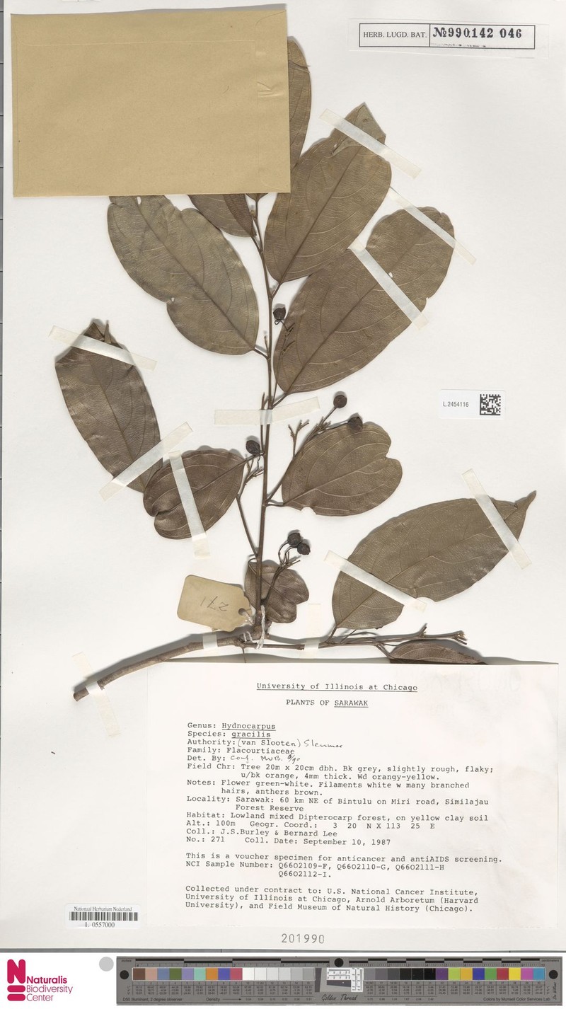 Hydnocarpus gracilis photo 2