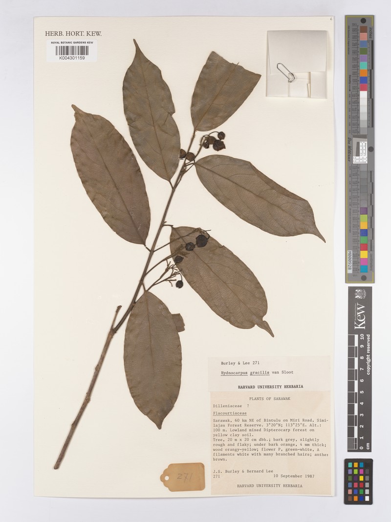 Hydnocarpus gracilis photo 3