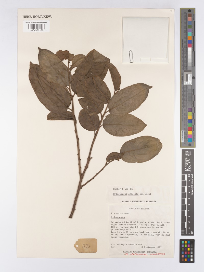 Hydnocarpus gracilis photo 4