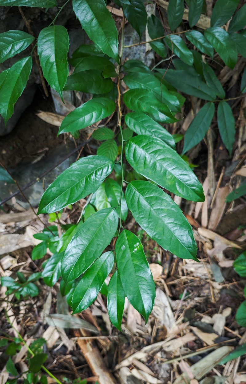 Hydnocarpus hainanensis