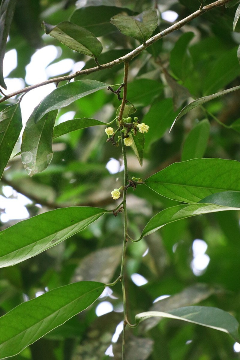 Hydnocarpus hainanensis photo 2