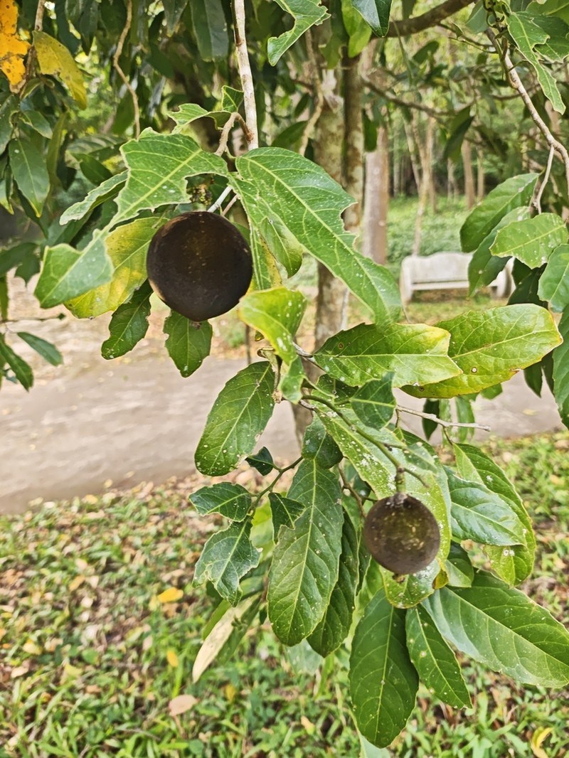 Hydnocarpus hainanensis photo 3