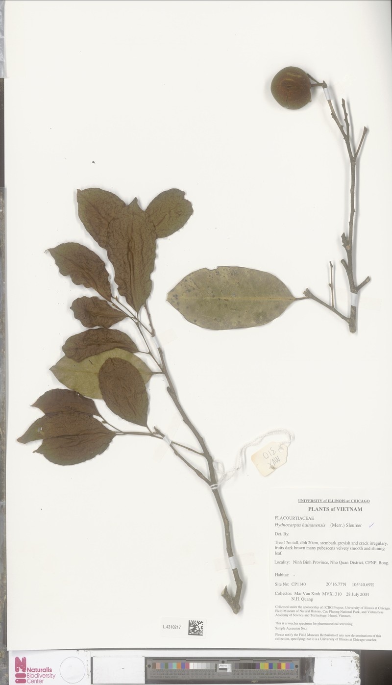 Hydnocarpus hainanensis photo 4