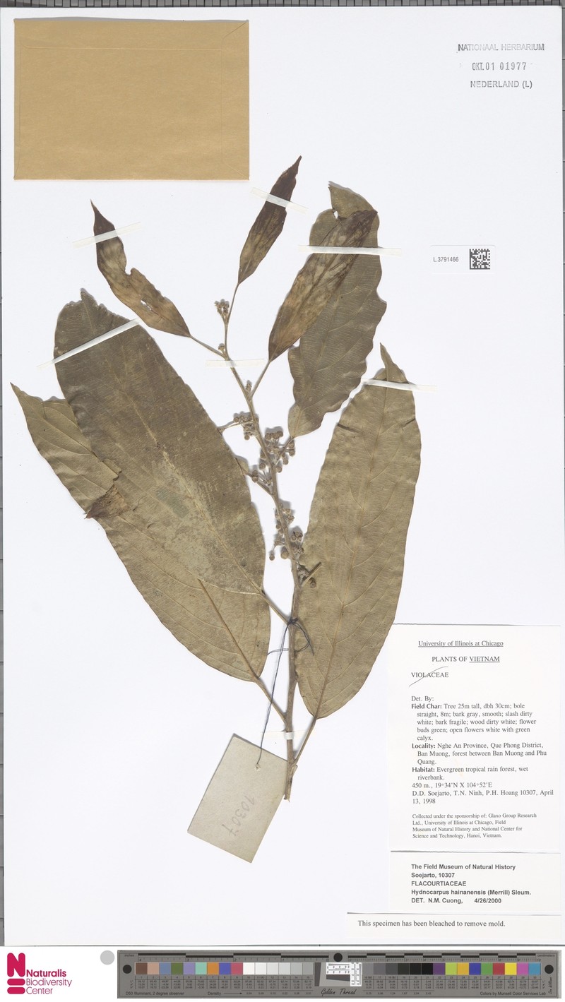 Hydnocarpus hainanensis photo 5