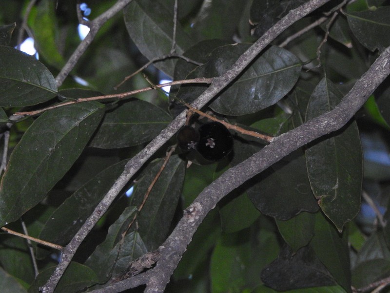 Hydnocarpus heterophyllus