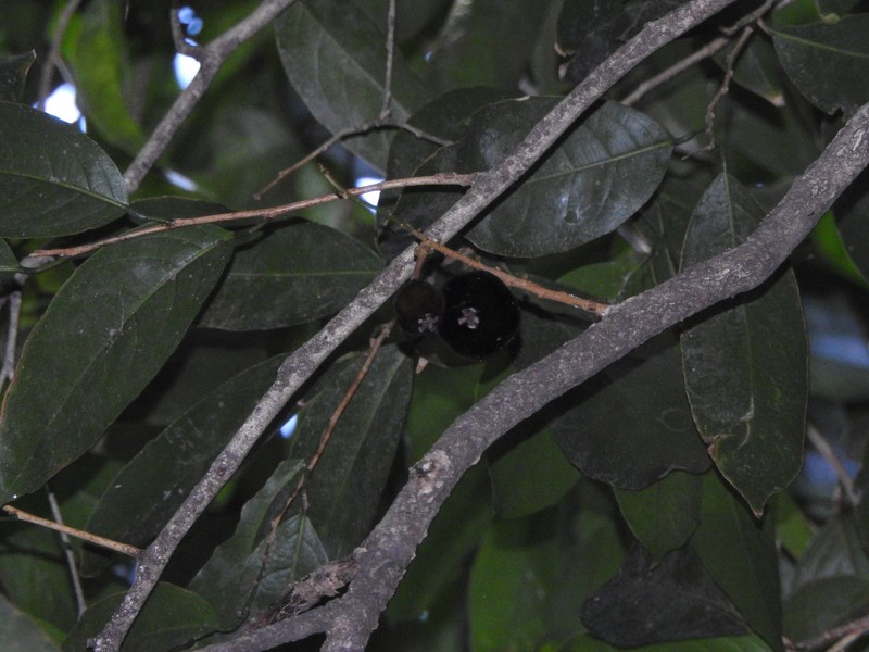 Hydnocarpus heterophyllus photo 2