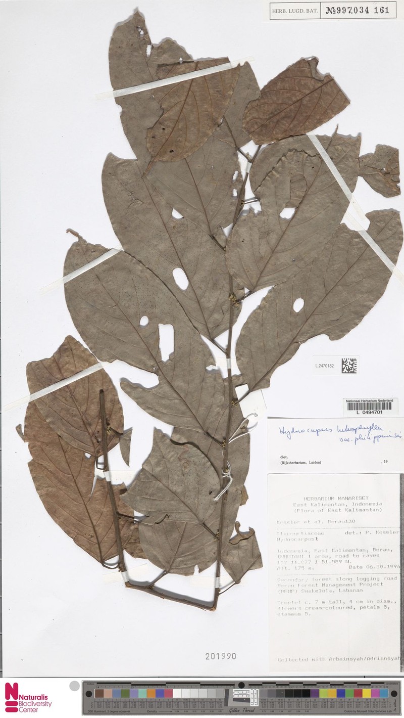 Hydnocarpus heterophyllus photo 3