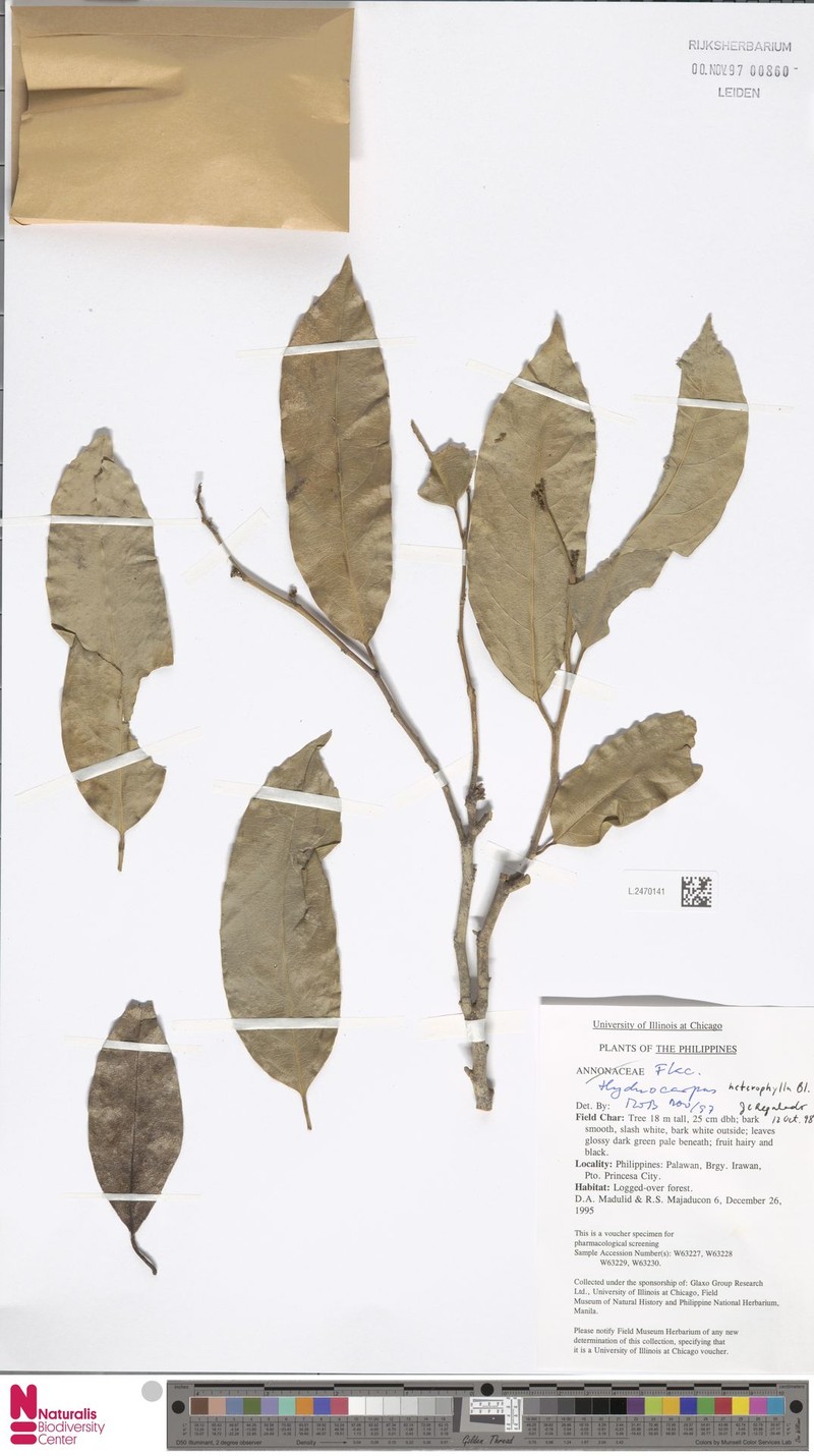 Hydnocarpus heterophyllus photo 4