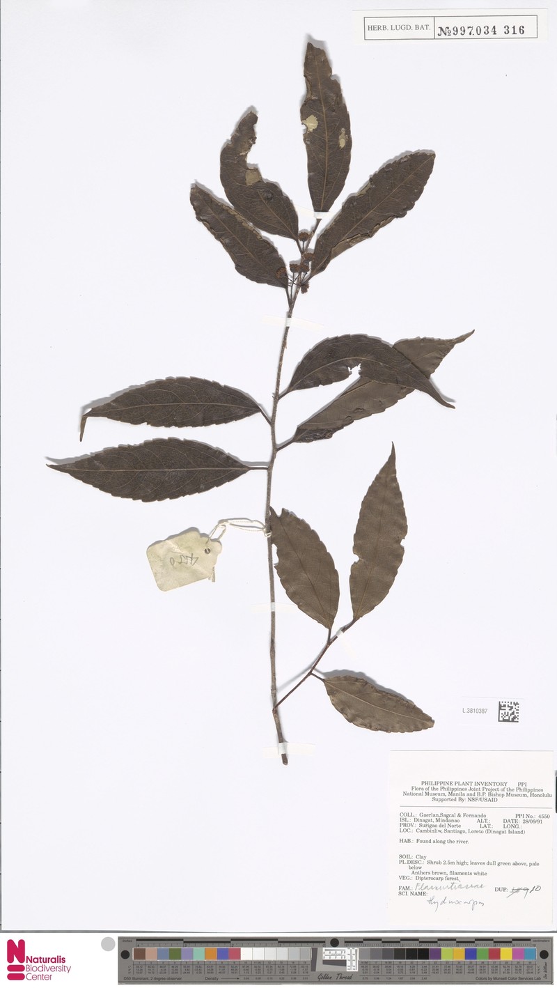 Hydnocarpus heterophyllus photo 5
