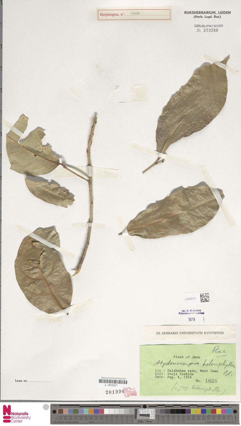 Hydnocarpus heterophyllus subsp. heterophyllus