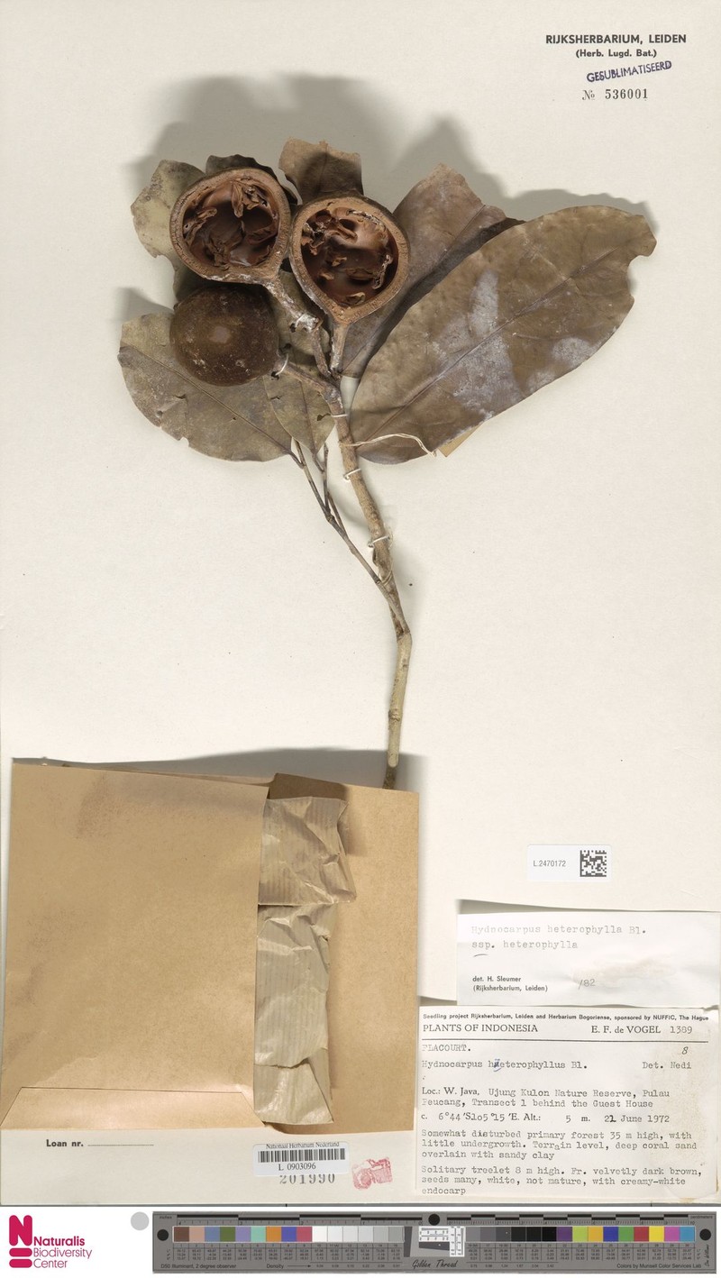 Hydnocarpus heterophyllus subsp. heterophyllus photo 2