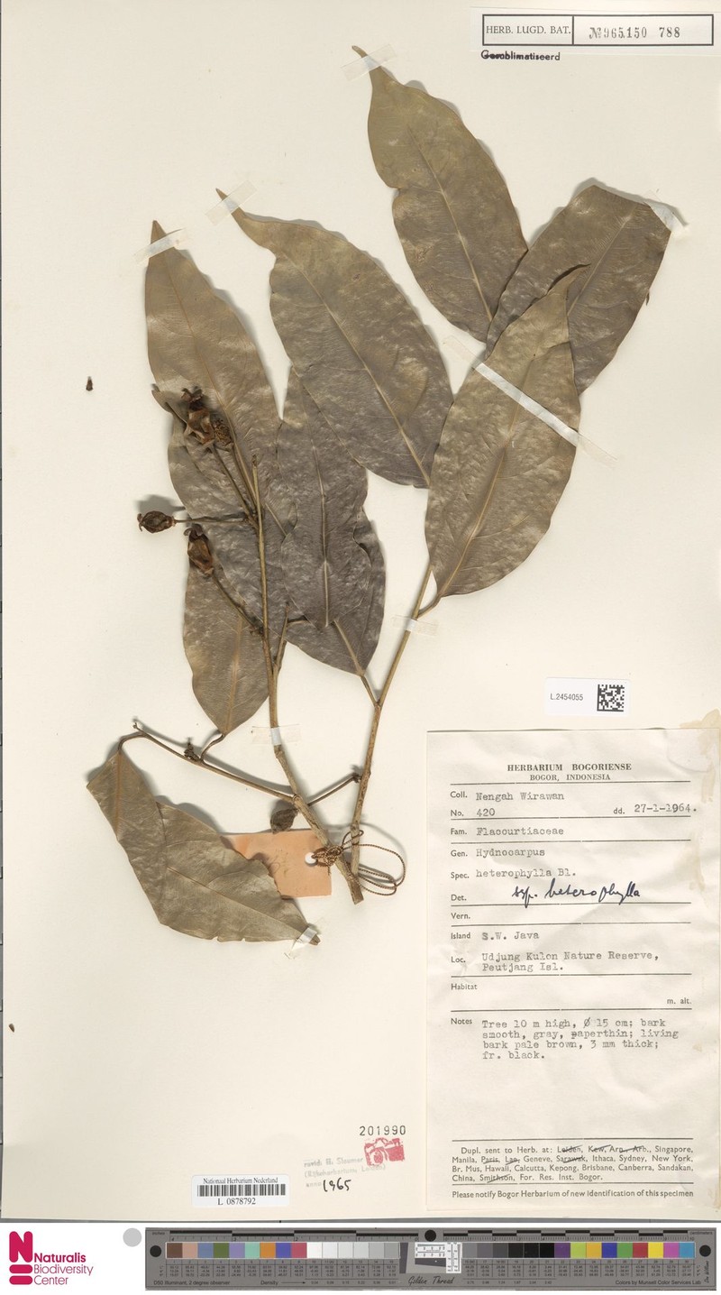Hydnocarpus heterophyllus subsp. heterophyllus photo 3