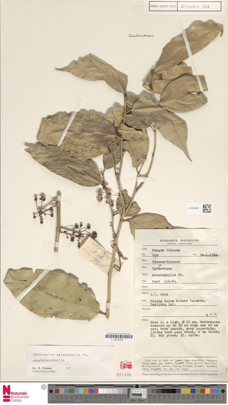 Hydnocarpus heterophyllus subsp. heterophyllus photo 4