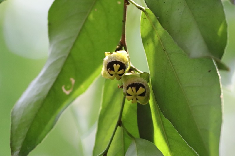 Hydnocarpus ilicifolius