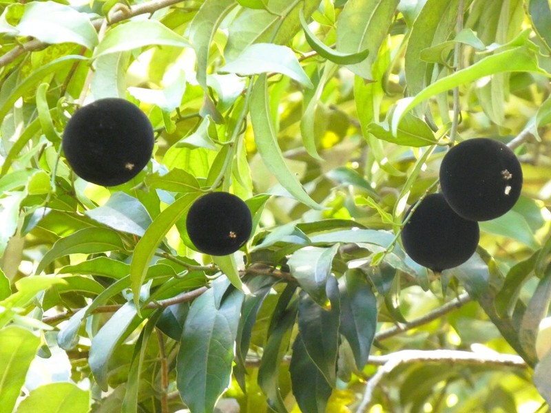 Hydnocarpus ilicifolius photo 2
