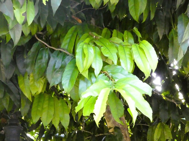 Hydnocarpus ilicifolius photo 3