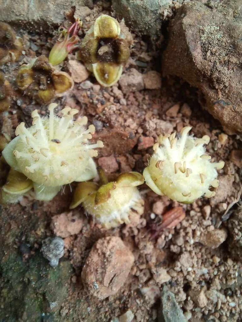 Hydnocarpus ilicifolius photo 4