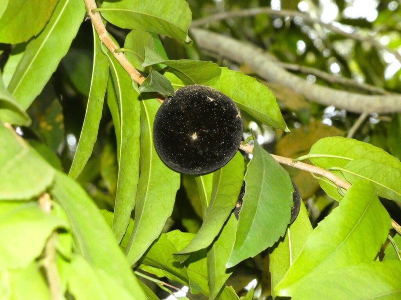 Hydnocarpus ilicifolius photo 5