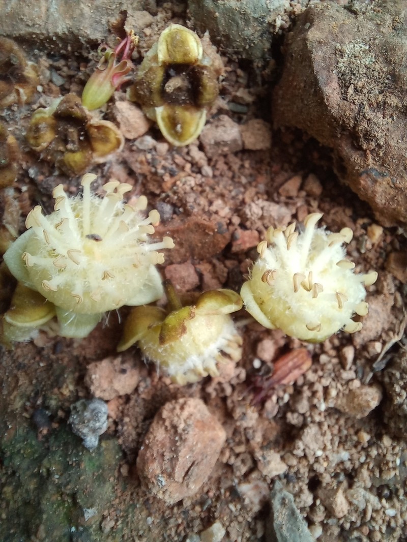 Hydnocarpus ilicifolius photo 6