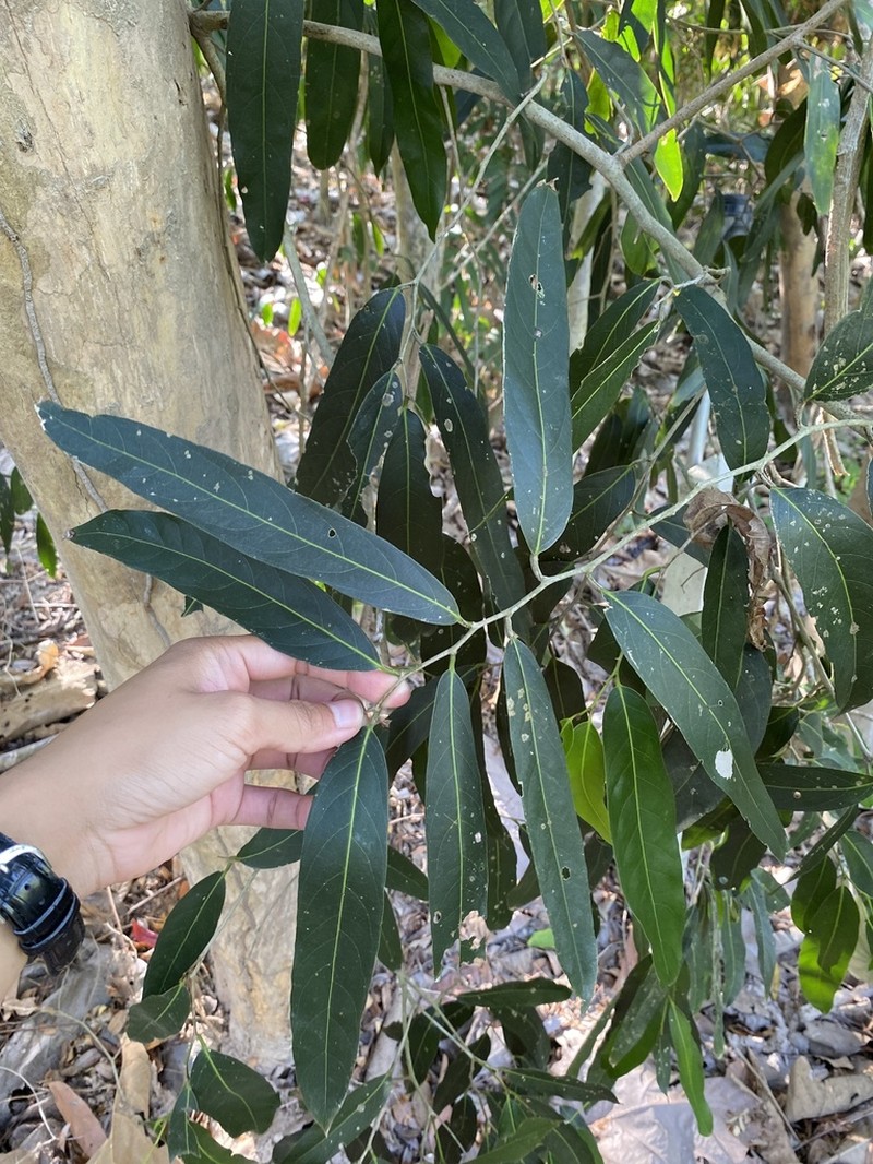 Hydnocarpus ilicifolius photo 7