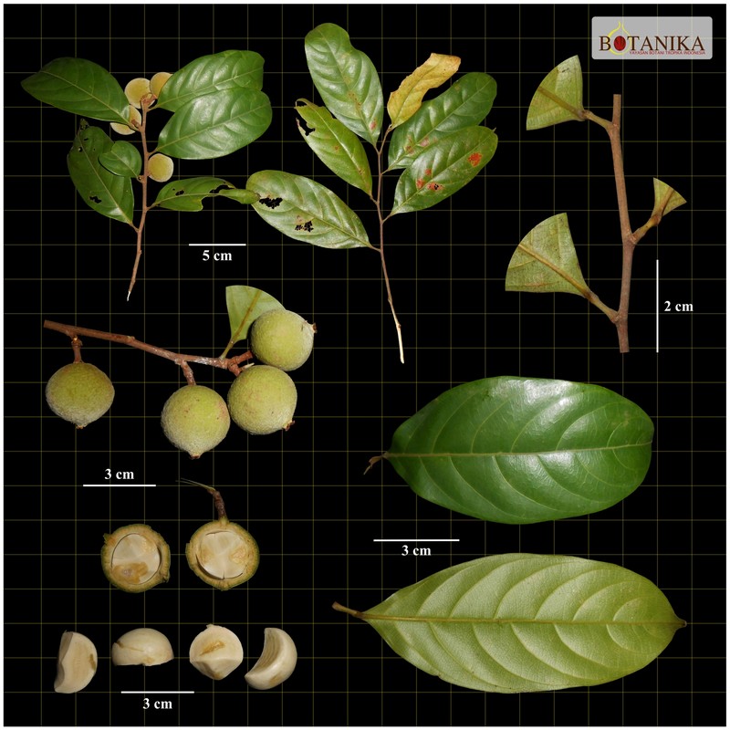 Hydnocarpus kunstleri photo 2