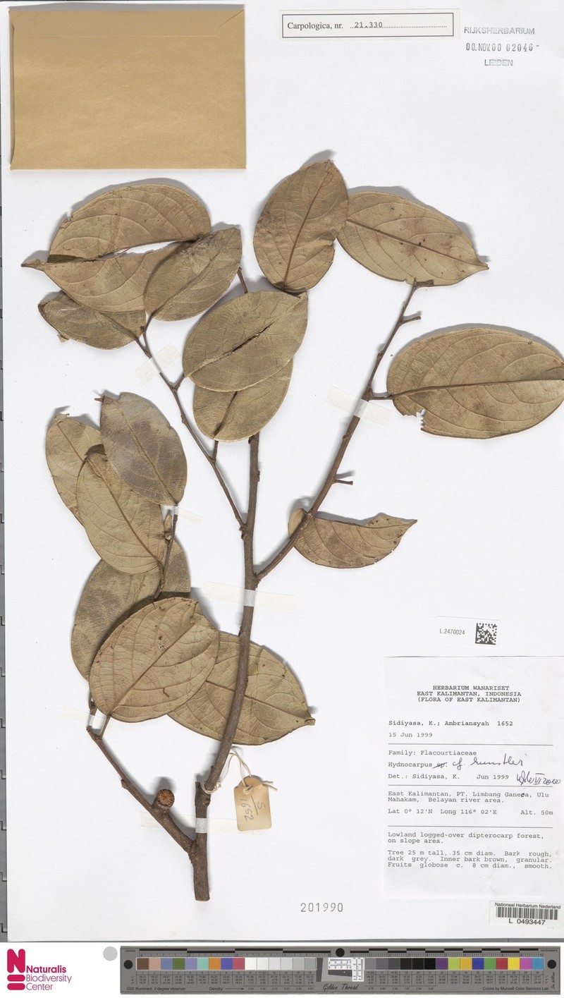 Hydnocarpus kunstleri photo 3