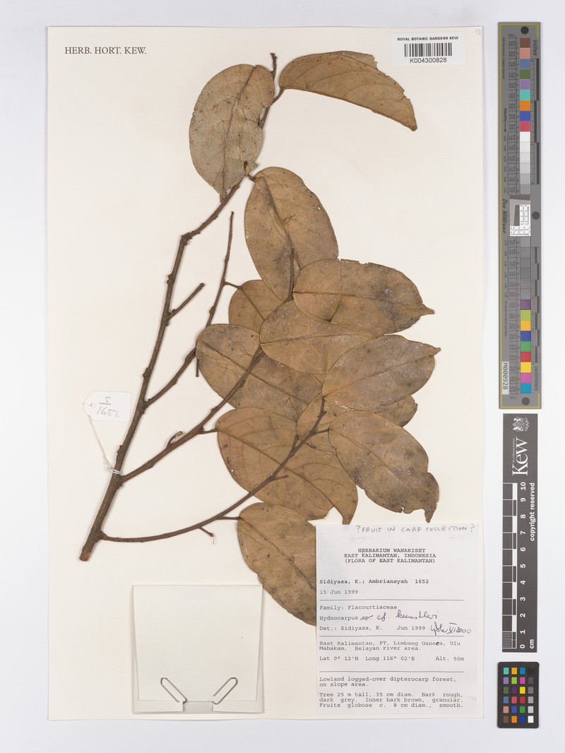 Hydnocarpus kunstleri photo 4