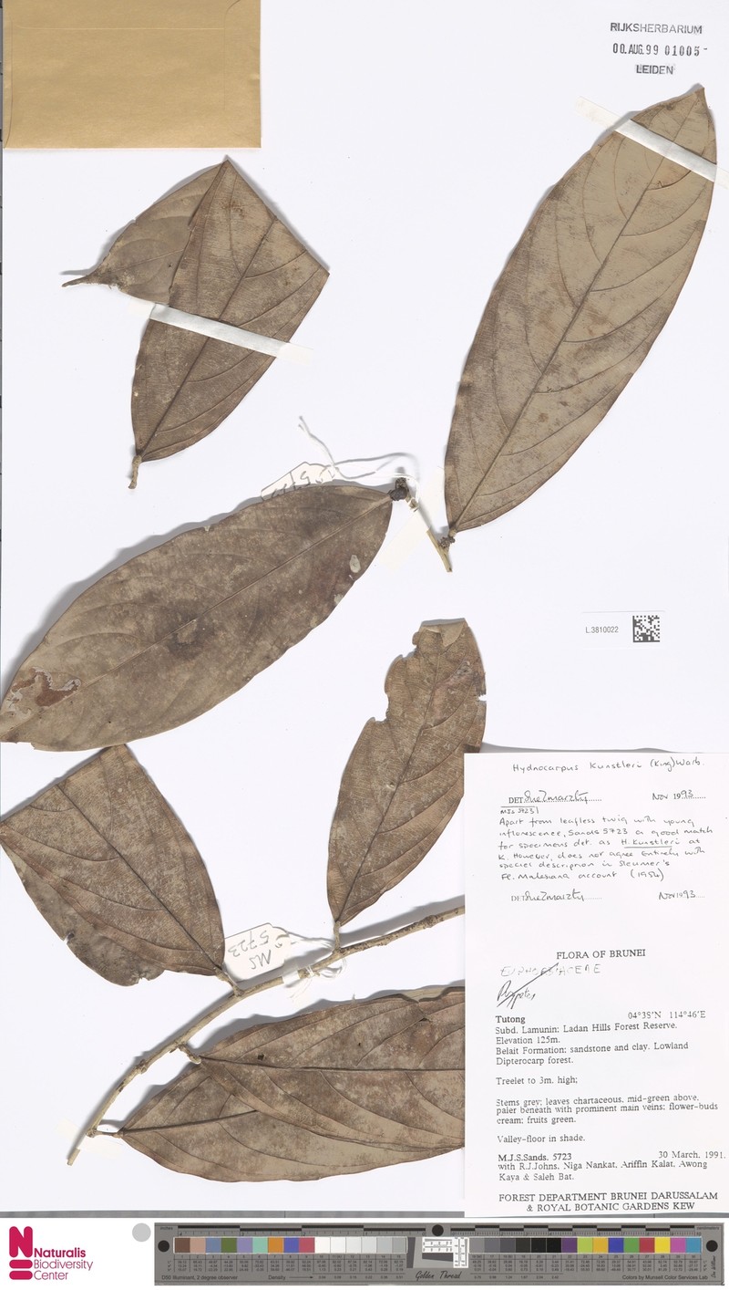 Hydnocarpus kunstleri photo 5
