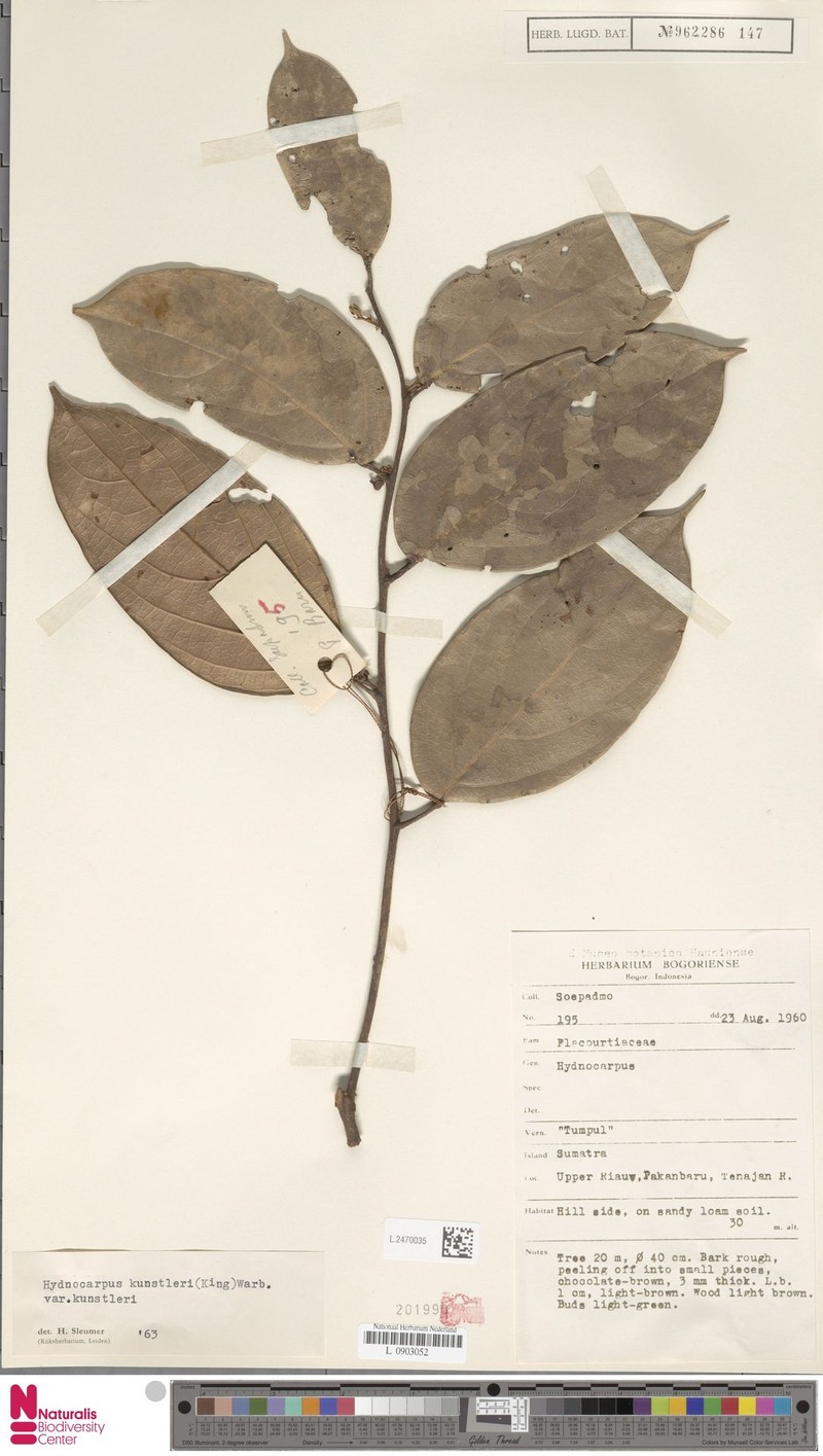 Hydnocarpus kunstleri var. kunstleri