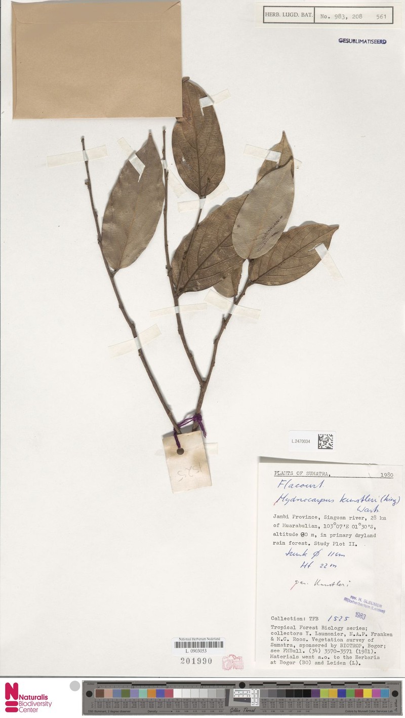 Hydnocarpus kunstleri var. kunstleri photo 2
