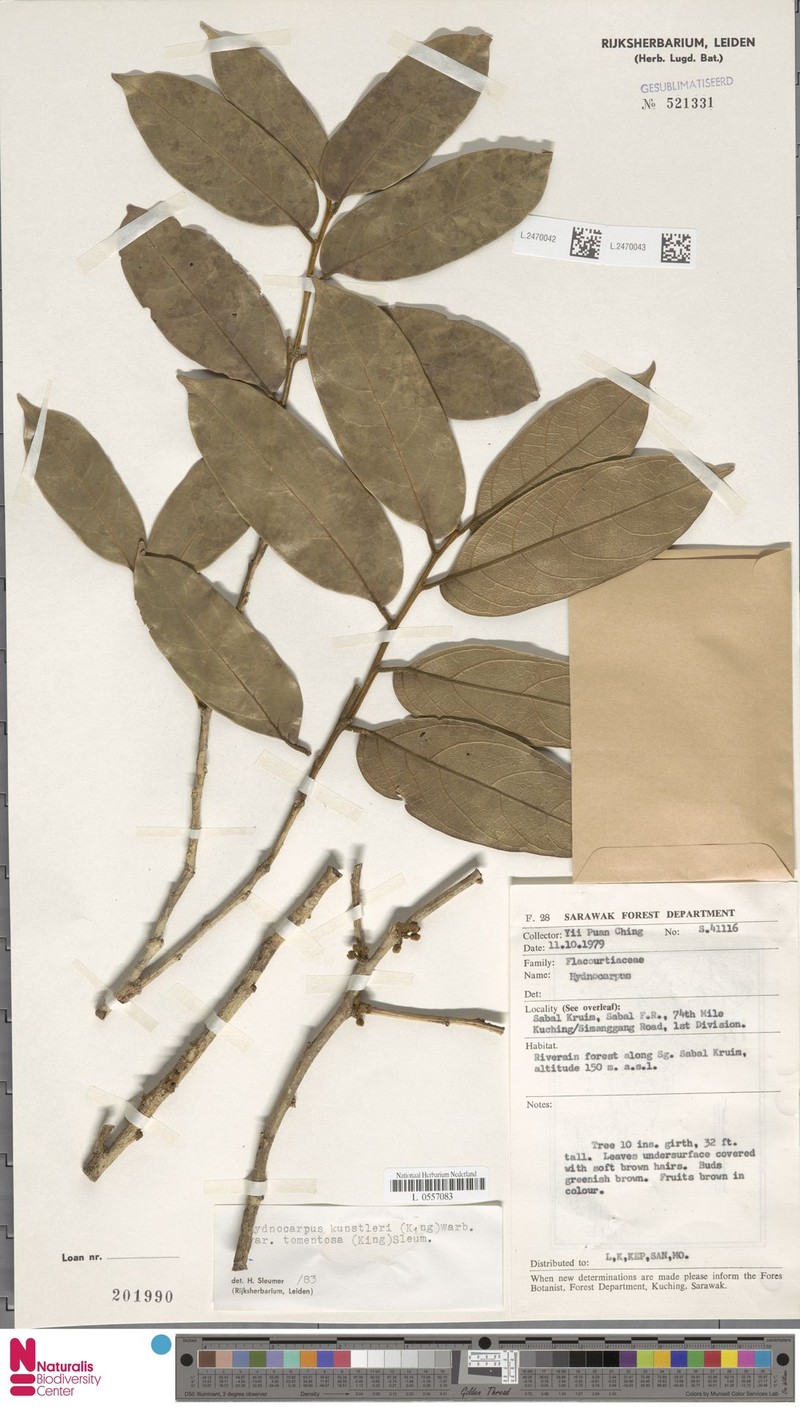 Hydnocarpus kunstleri var. tomentosus