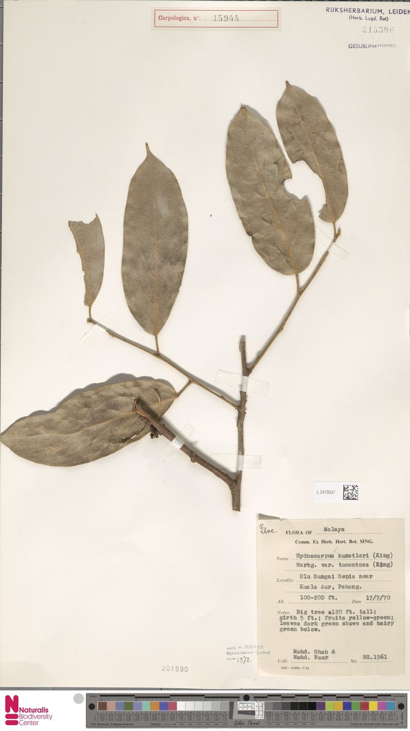 Hydnocarpus kunstleri var. tomentosus photo 2