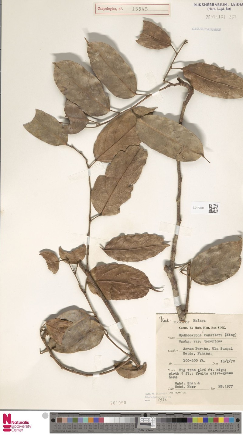 Hydnocarpus kunstleri var. tomentosus photo 3
