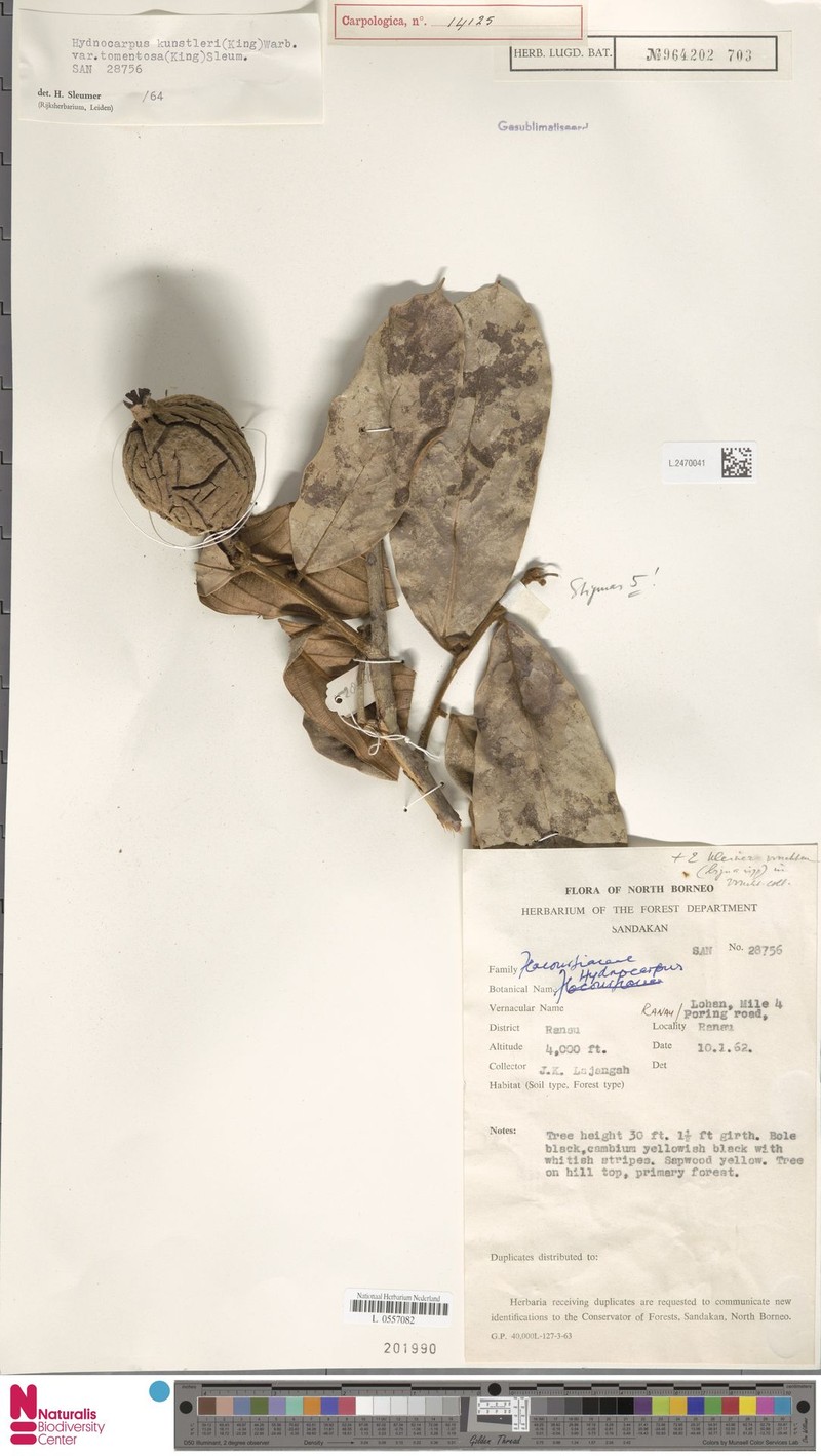 Hydnocarpus kunstleri var. tomentosus photo 4