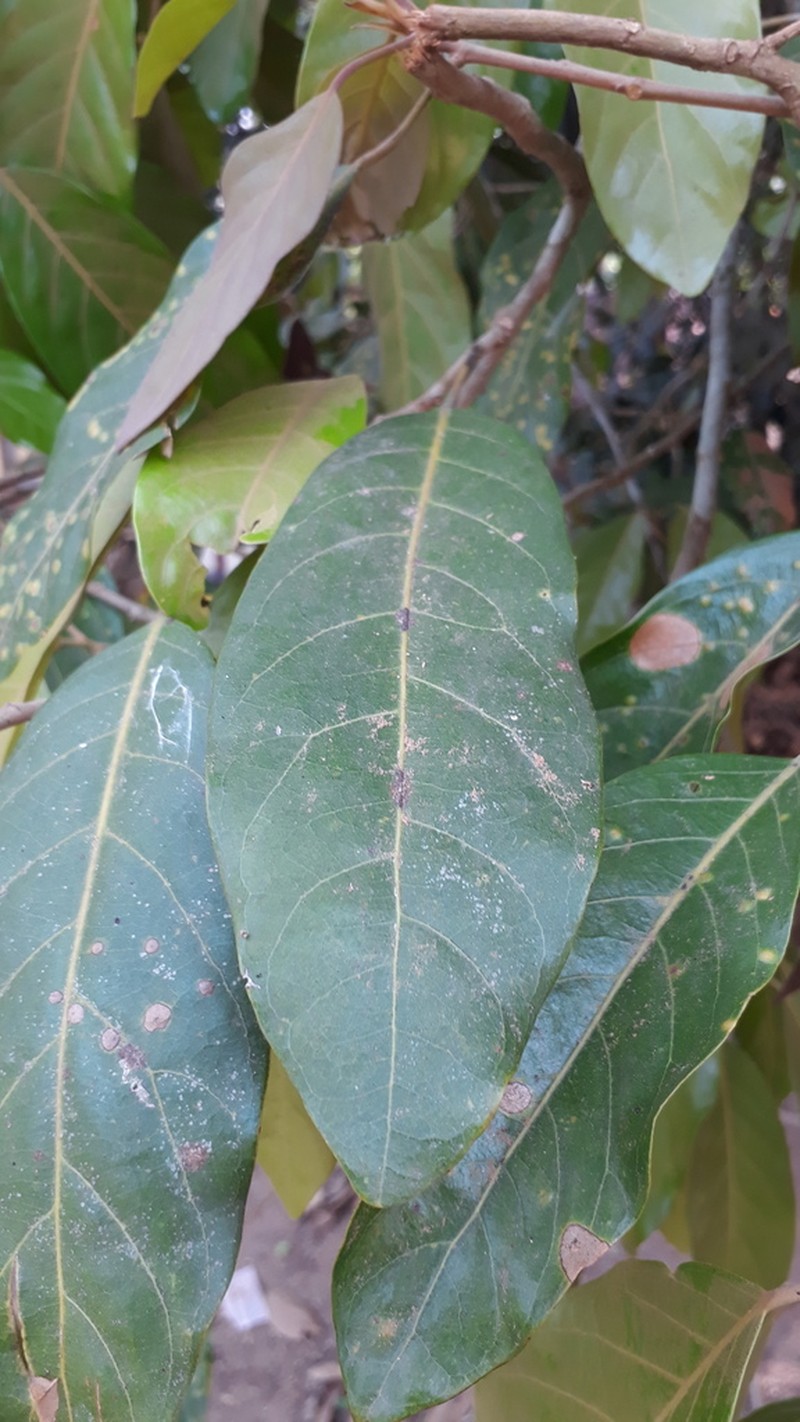 Hydnocarpus macrocarpus photo 2