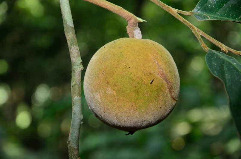 Hydnocarpus macrocarpus photo 3
