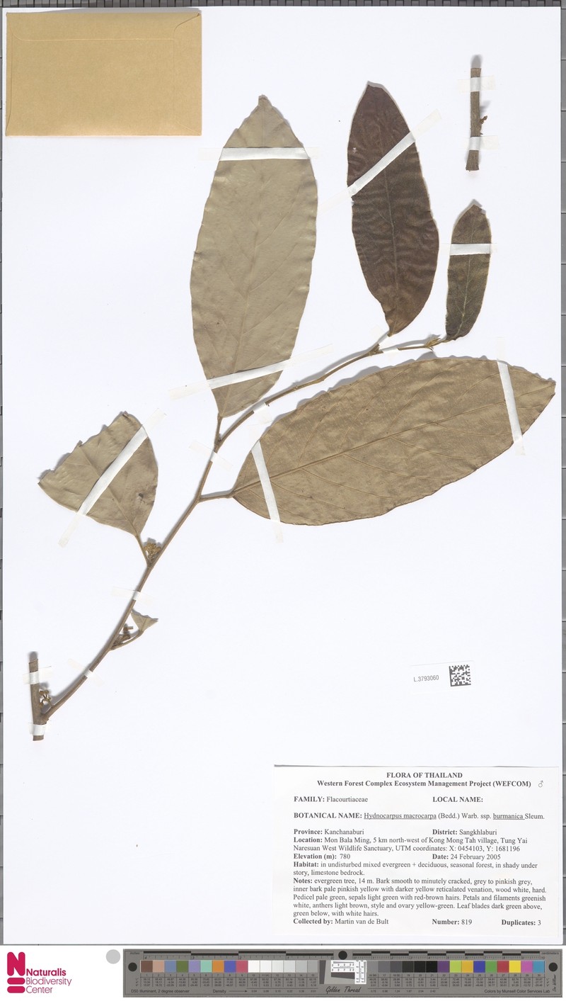 Hydnocarpus macrocarpus photo 4