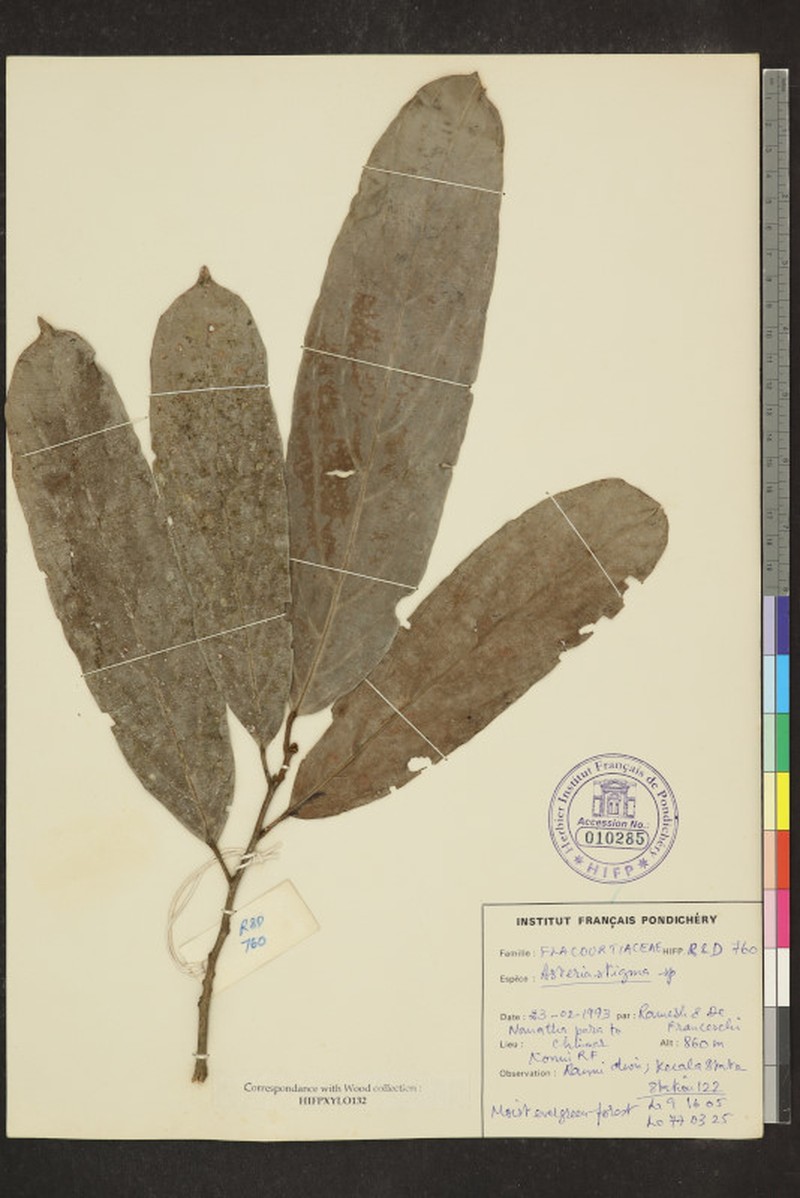 Hydnocarpus macrocarpus photo 5