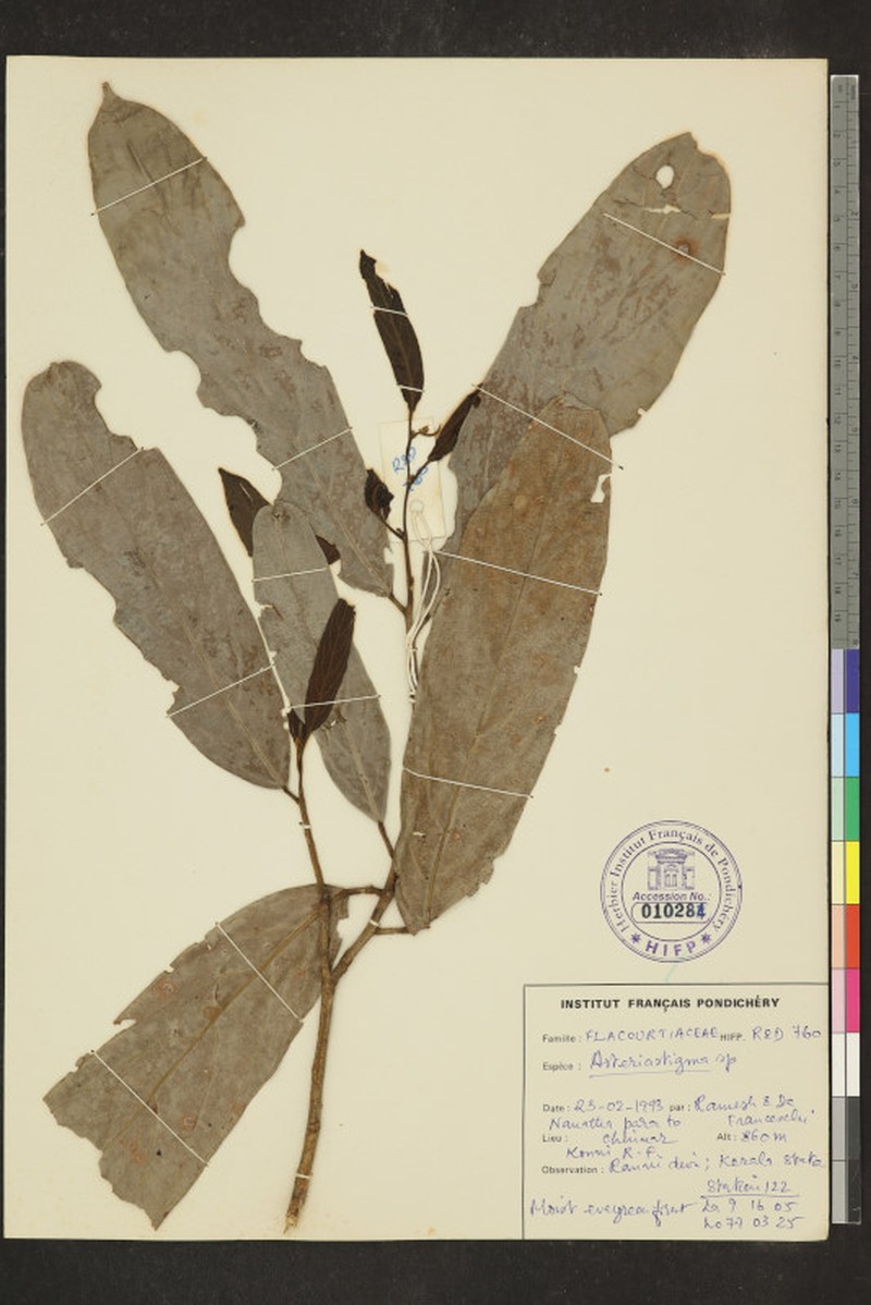 Hydnocarpus macrocarpus photo 6