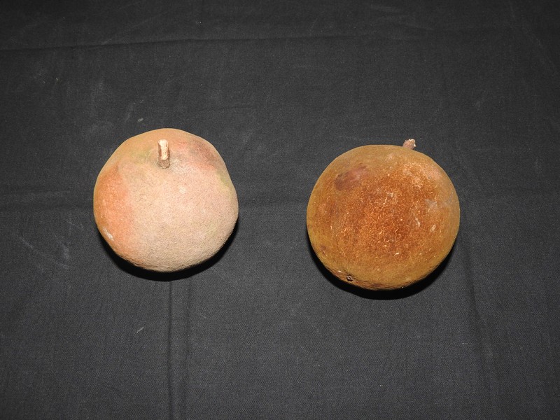 Hydnocarpus macrocarpus