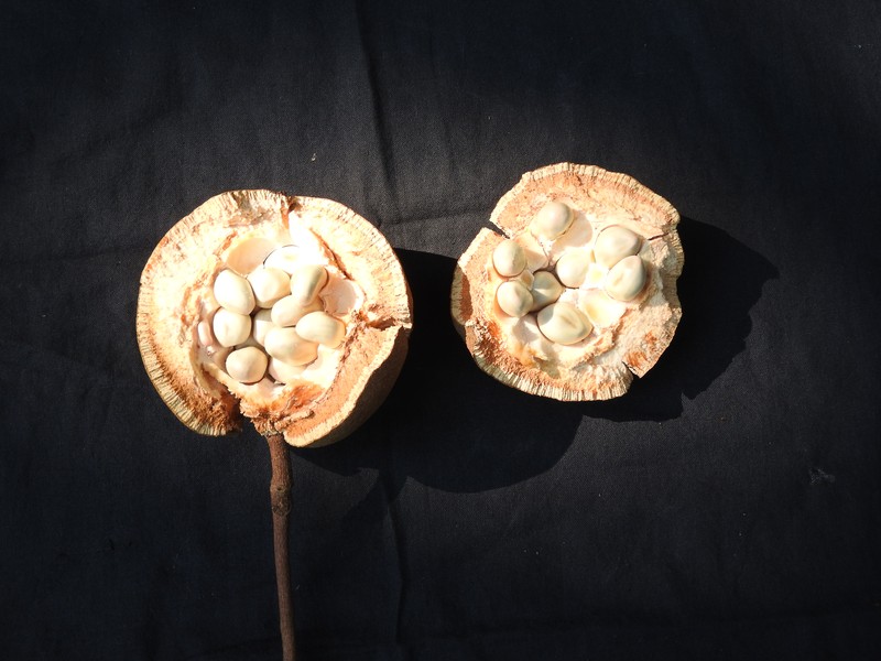 Hydnocarpus macrocarpus photo 8