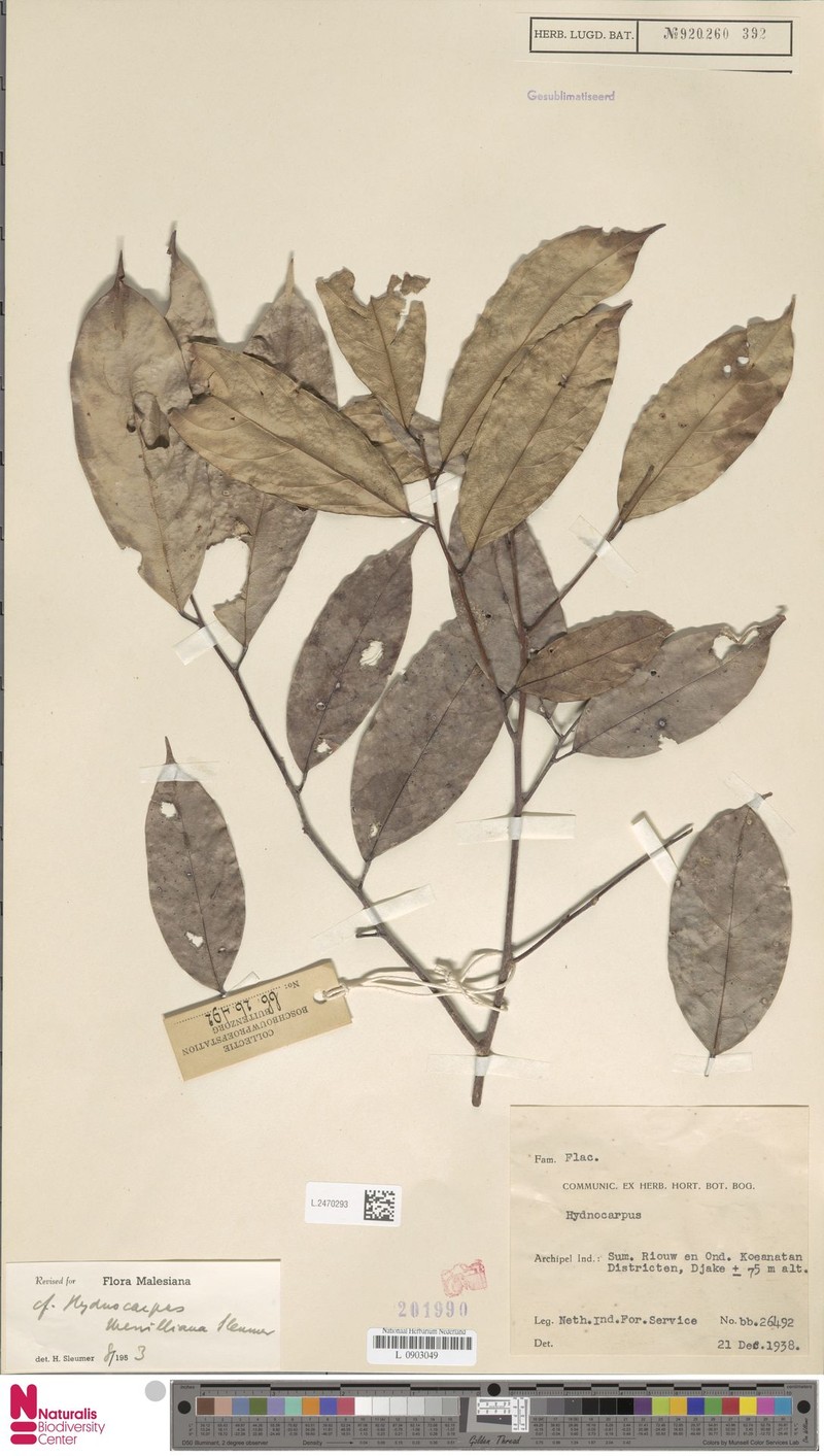 Hydnocarpus merrillianus